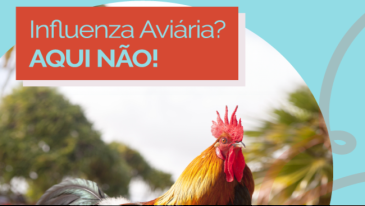 Influenza Avi&aacute;ria de Alta Patogenicidade (IAAP) | Not&iacute;cias