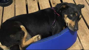 Campanha de Solidariedade Apoio aos M&eacute;dicos Veterin&aacute;rios da Cidade de Rio Bonito do Igua&ccedil;u | Not&iacute;cias